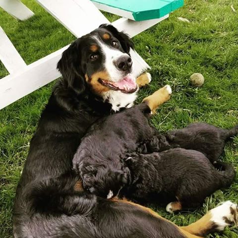 37131073_2108351486072922_336840562604769280_n