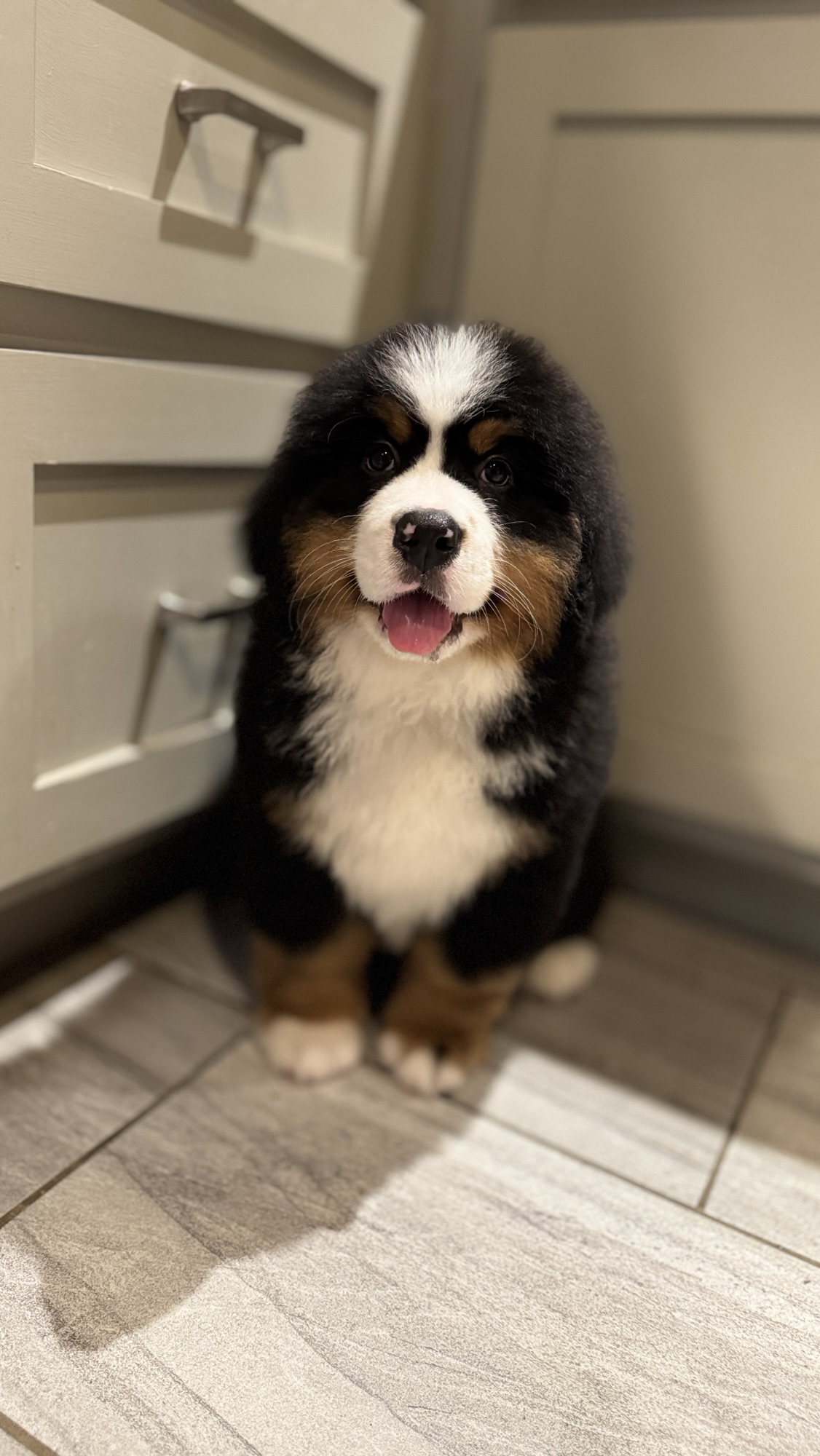Barefoot Berners – Bernese Mountain Dogs