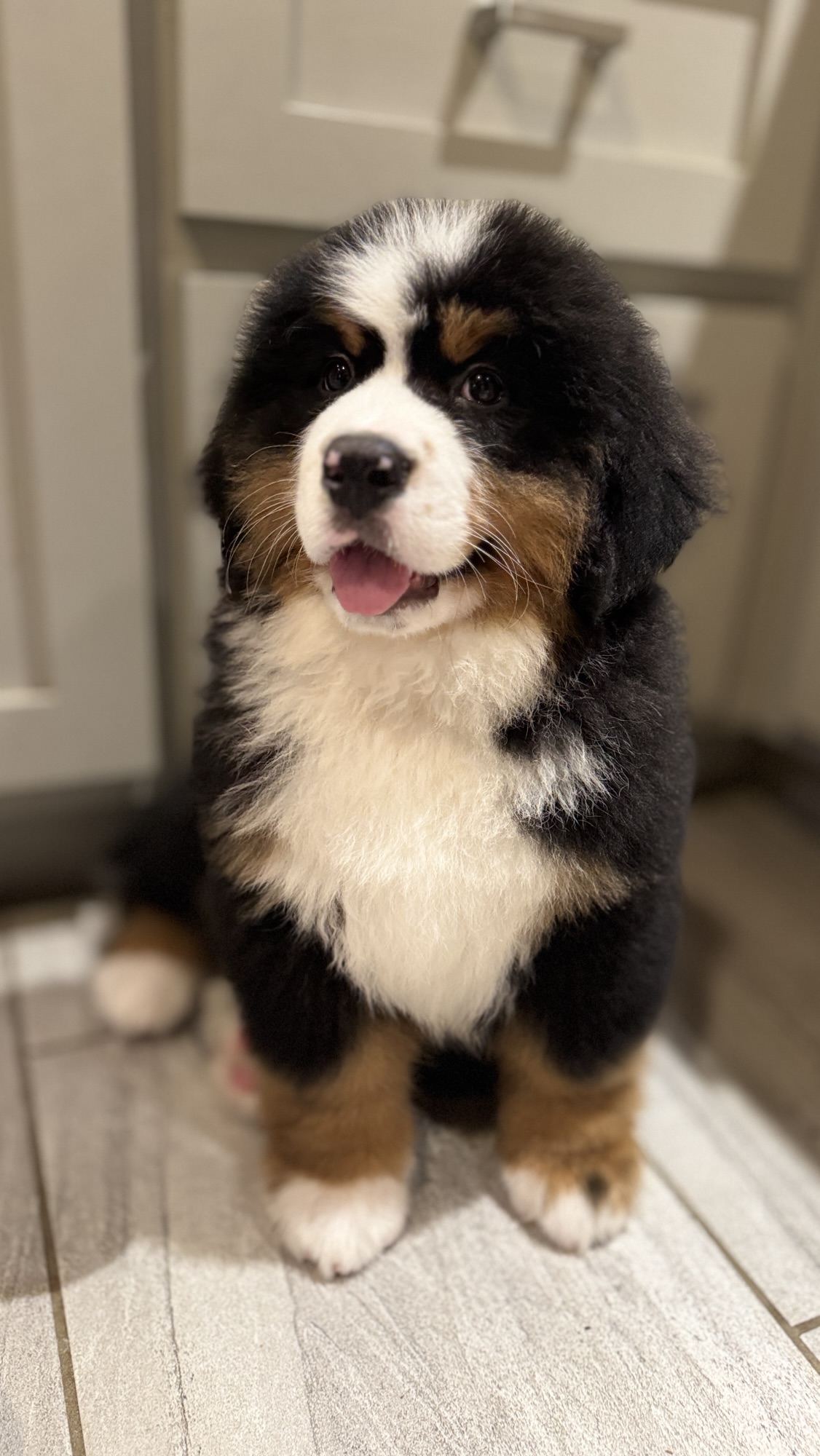 Barefoot Berners – Bernese Mountain Dogs